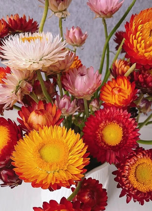 Everlasting Strawflower Seeds – Grow Vibrant, Paper-Like Blooms That Never Fade