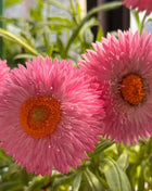 Everlasting Strawflower Seeds – Grow Vibrant, Paper-Like Blooms That Never Fade