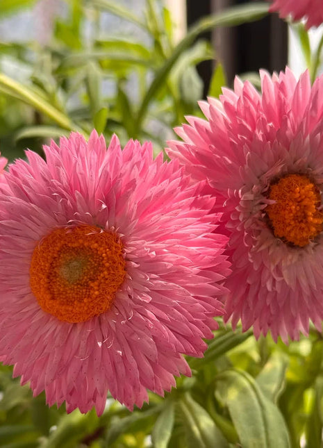Everlasting Strawflower Seeds – Grow Vibrant, Paper-Like Blooms That Never Fade