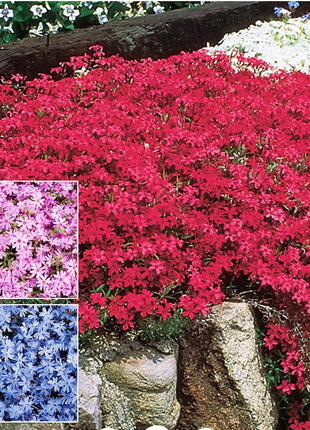 💐Creeping Phlox Seeds✨Vibrant Tapestry of Color