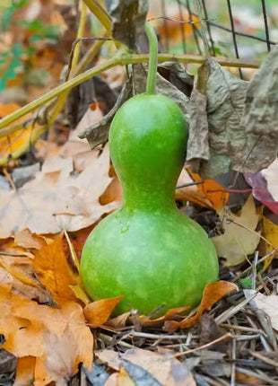 Birdhouse Bottle Gourd – 15 Seeds