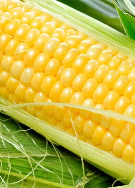 Bodacious Corn – 30 Seeds