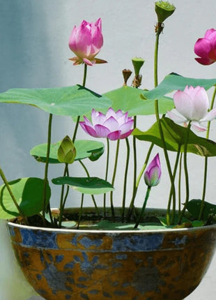 Bowl Lotus Seeds Bonsai Lotus Seeds for Planting Water Lily Flower Aquatic Plants Seeds