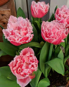 Tulip Seeds - Grow a Stunning Spring Garden Full of Color