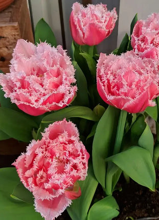 Tulip Seeds - Grow a Stunning Spring Garden Full of Color