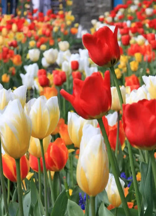 Tulip Seeds - Grow a Stunning Spring Garden Full of Color
