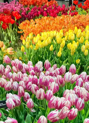 Tulip Seeds - Grow a Stunning Spring Garden Full of Color