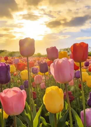 Tulip Seeds - Grow a Stunning Spring Garden Full of Color