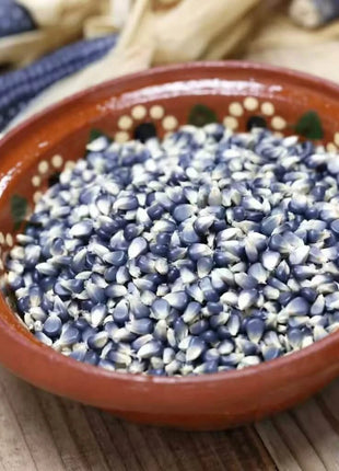 Hopi Blue Corn – 30 Seeds
