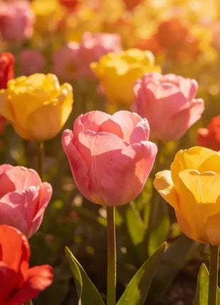 Tulip Seeds - Grow a Stunning Spring Garden Full of Color