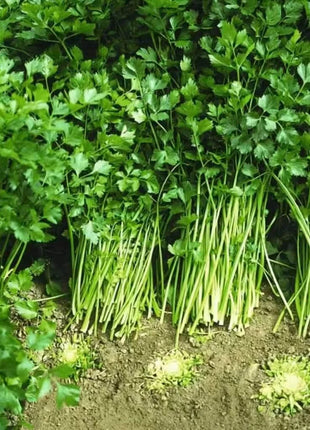 Cutting Celery – 200 Seeds