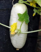 White Wonder Cucumber – 30 Seeds