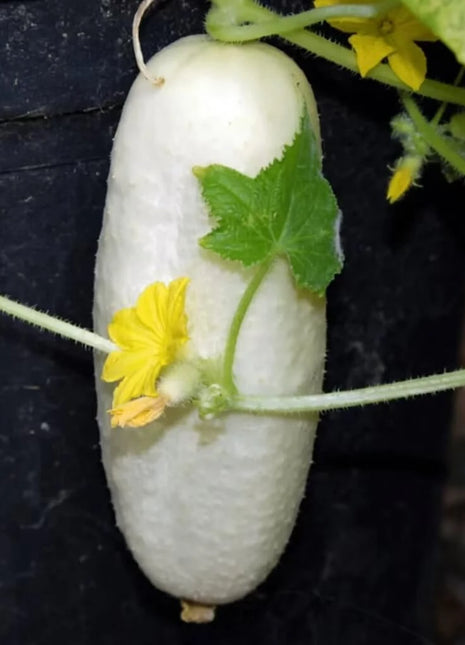 White Wonder Cucumber – 30 Seeds