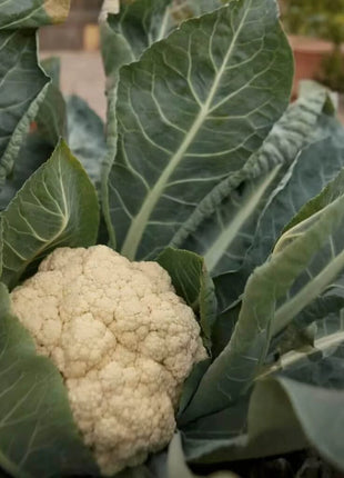 Snowball Y Improved Cauliflower – 200 Seeds
