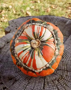 Turks Turban Gourd – 10 Seeds