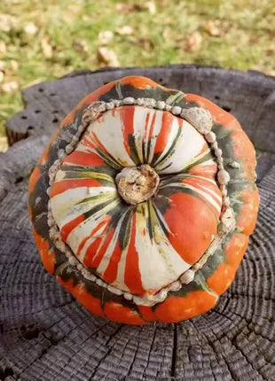 Turks Turban Gourd – 10 Seeds