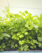 Cutting Celery – 200 Seeds