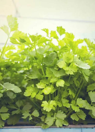 Cutting Celery – 200 Seeds
