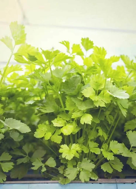 Cutting Celery – 200 Seeds