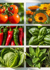 Marigold + Tomato + Pepper + Lettuce + Basil + Herbs — 20000+ Seeds