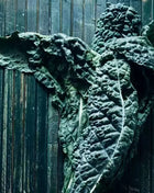 Black Magic Kale – 250 Seeds