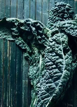 Black Magic Kale – 250 Seeds