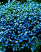 Blue Carpet Lobelia – 100 Seeds