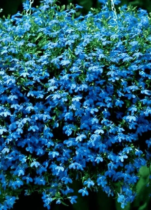 Blue Carpet Lobelia – 100 Seeds