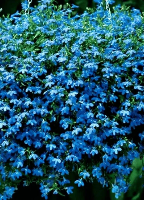 Blue Carpet Lobelia – 100 Seeds