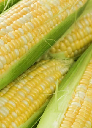 Peaches & Cream Corn – 30 Seeds