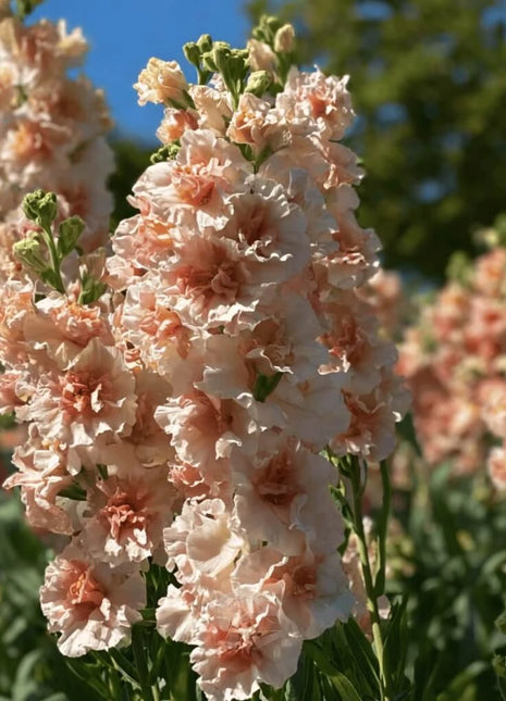 Column Stock Apricot - 50 Seeds