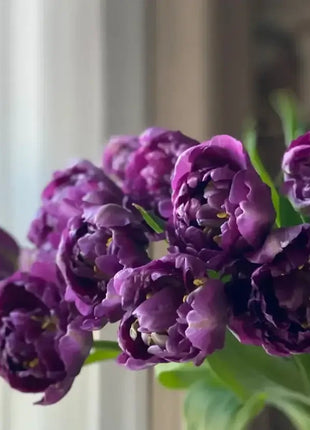 Tulip Seeds - Grow a Stunning Spring Garden Full of Color