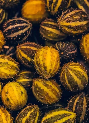 West Indian Gherkin Cucumber – 30 Seeds