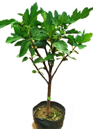 🔥Hot Sale 49% OFF🔥Mission Fig Tree Seeds