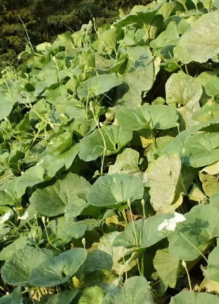 Dipper Gourd – 15 Seeds