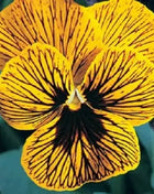 🔥🌱Winter Sale – 50% off for a limited time only🌸Beautiful Pansy (Viola tricolor) – frost-resistant flower seeds