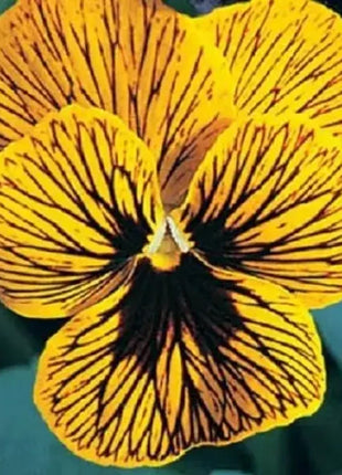 🔥🌱Winter Sale – 50% off for a limited time only🌸Beautiful Pansy (Viola tricolor) – frost-resistant flower seeds