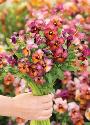 🔥🌱Winter Sale – 50% off for a limited time only🌸Beautiful Pansy (Viola tricolor) – frost-resistant flower seeds
