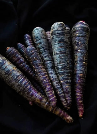 Cosmic Purple Carrot – 250 Seeds