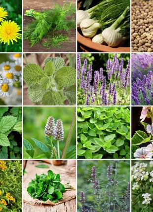 Community Garden Survival Seed Vault – 120 Seed Varieties