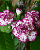 Carnation Perennial Seeds 20pcs High Survival Rate
