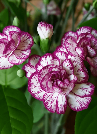 Carnation Perennial Seeds 20pcs High Survival Rate