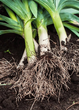 American Flag Leek – 200 Seeds