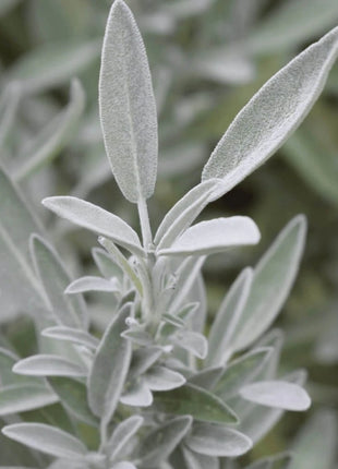 White Sage – 50 Seeds