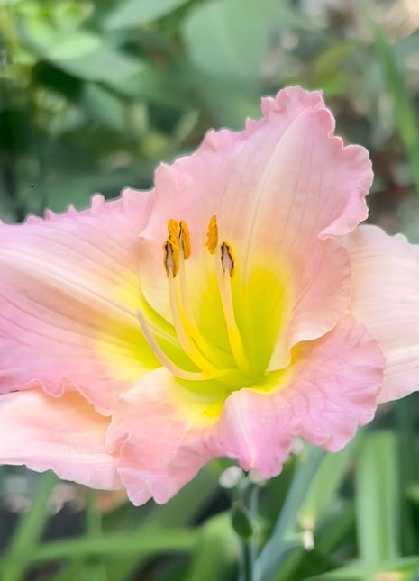 Large-Flowered Daylily Seeds-Big Bloom Garden Favorite