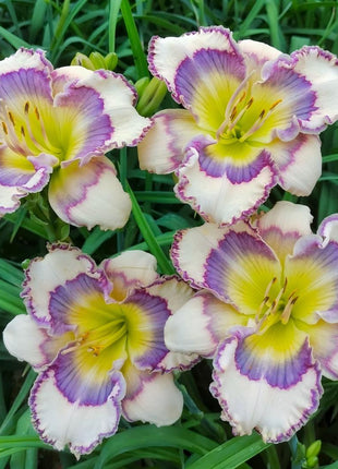 Large-Flowered Daylily Seeds-Big Bloom Garden Favorite