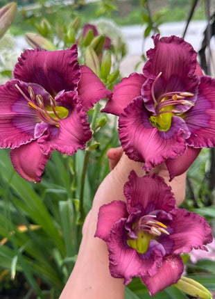 Large-Flowered Daylily Seeds-Big Bloom Garden Favorite