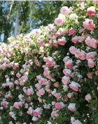 🌹Climbing Vine Rose Flower Seeds🌹