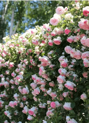 🌹Climbing Vine Rose Flower Seeds🌹
