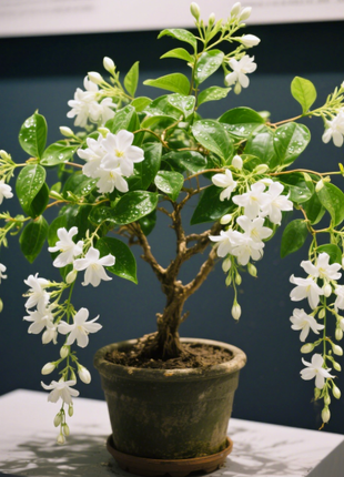 🌸 Last Day 49% OFF – Winter-Friendly Hanging Jasmine—Dreamy Indoor Flower🌿❄️